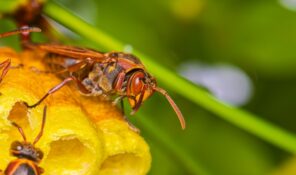 アシナガバチの巣を作らせない方法とは？生態や蜂の巣対策を徹底解説