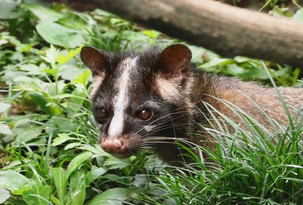 芦屋市ネズミ・アライグマ・イタチ・ハクビシン