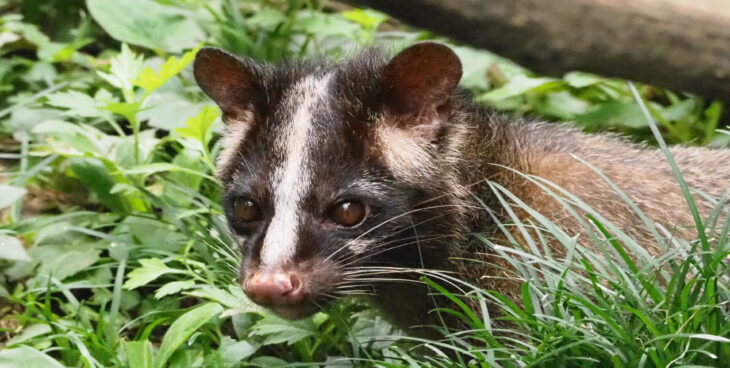 アライグマ駆除の費用相場や害獣駆除業者への依頼を安く抑える方法を紹介